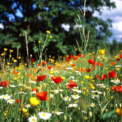 Colorful Wildflower Meadow with Poppies