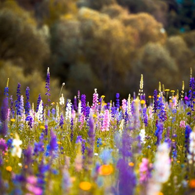 Colorful Wildflower Meadow with Blurred Forest