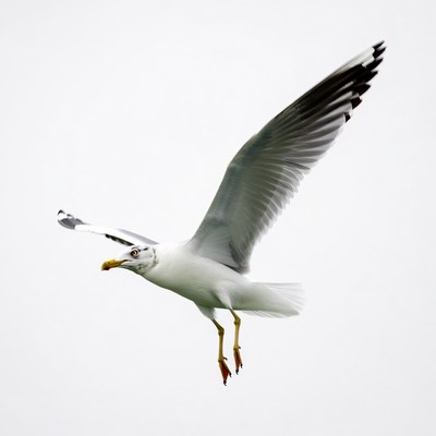 Gull flying with wings spread