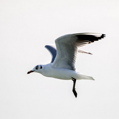 White seagull flying in air