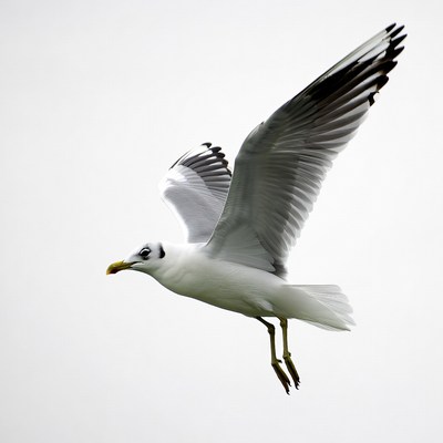 Flying seagull isolated background