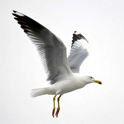 Seagull flying with wings spread