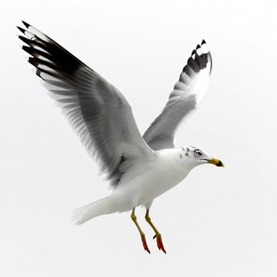 Seagull flying with wings spread