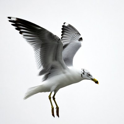 Seagull flying with wings spread