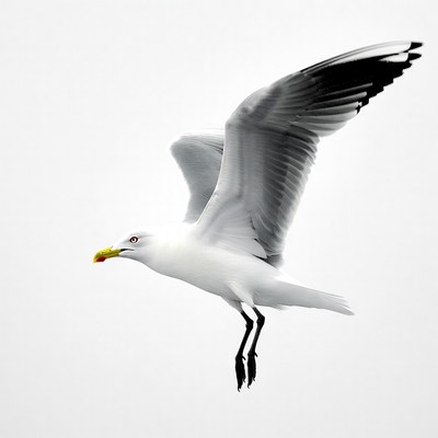 White seagull flying with wings spread