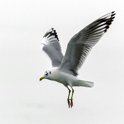 Gull flying with wings spread