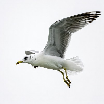 Seagull flying isolated background