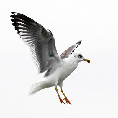 Seagull flying with wings spread