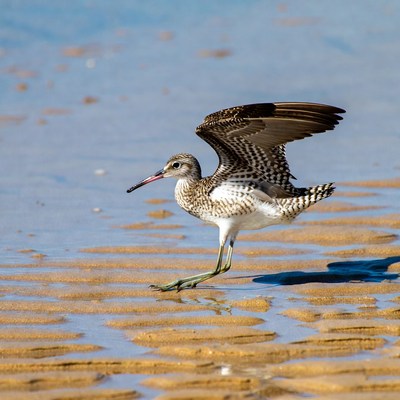 Ruff sandpiper flying over beach