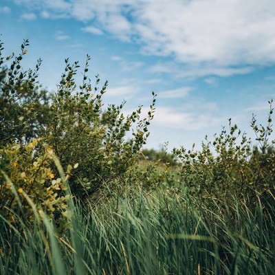 Green bushes and grass under blue sky