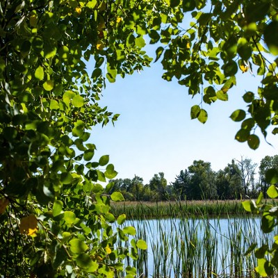 Green leaves framing lake and reeds