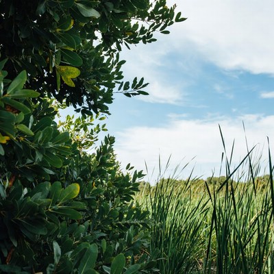 Green bushes and reeds against sky