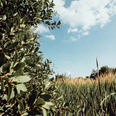 Green bushes and reeds under blue sky