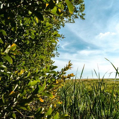 Green bushes against blue sky