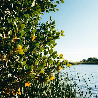 Green leaves by lakeside with reeds