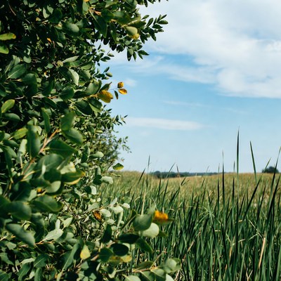 Green bushes and reeds against blue sky