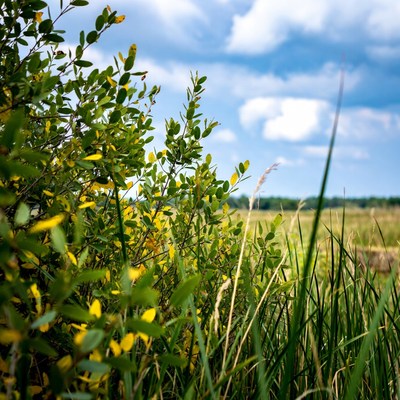 Green bushes and reeds under blue sky