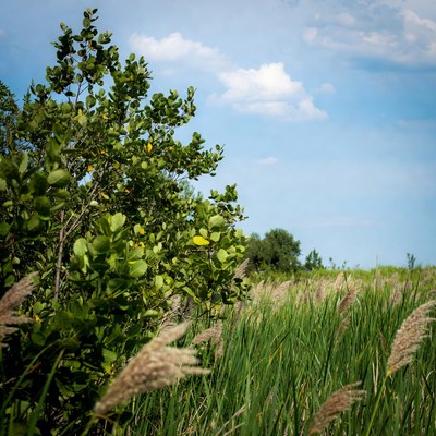 Green bushes and tall grass field