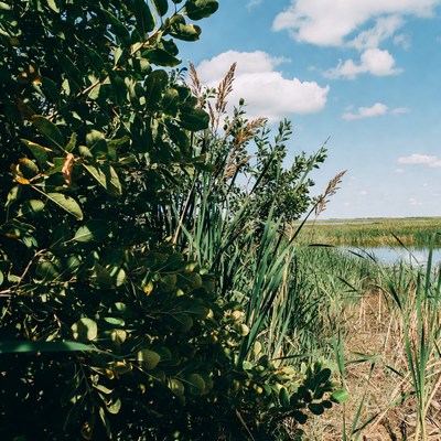 Lush green reeds by pond