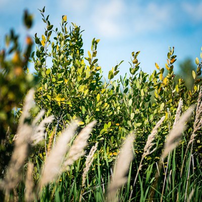 Green bushes and tall grass against blue sky