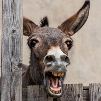 Donkey peeking over fence yelling