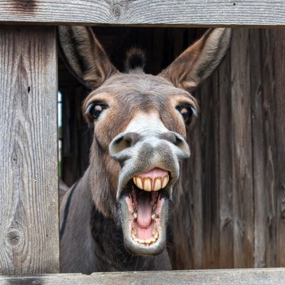 Donkey sticking head through fence