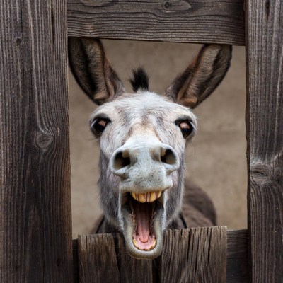 Donkey sticking head through wooden fence