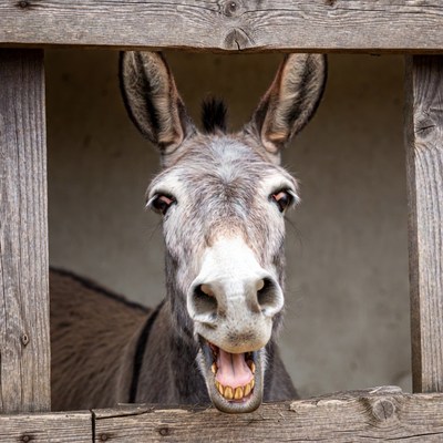 Donkey smiling through wooden fence