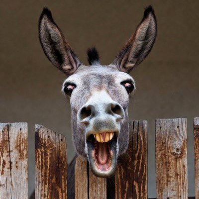 Donkey braying through wooden fence
