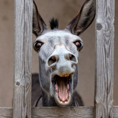 Donkey yelling through wooden fence