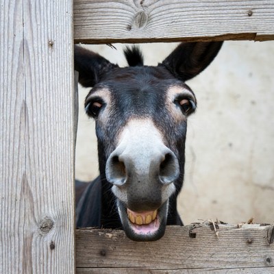 Donkey peeking through wooden fence