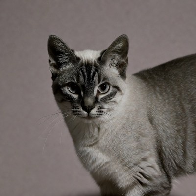 Gray Thai cat close-up portrait