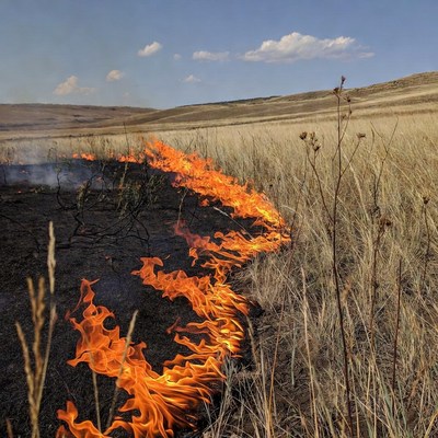 Grassland wildfire burning through dry field