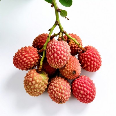 Fresh lychee fruits on branch