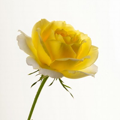 Yellow rose on white background