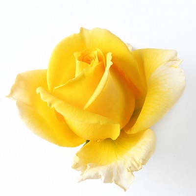 Yellow Rose on White Background