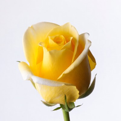 Yellow Rose on White Background