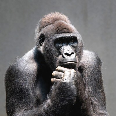 Gorilla thinking with hand on chin