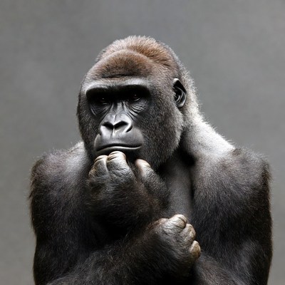 Gorilla thinking with hand on chin