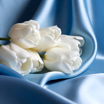 White tulips on blue satin