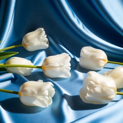White tulips on blue silk fabric