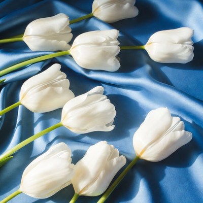 White tulips on blue silk