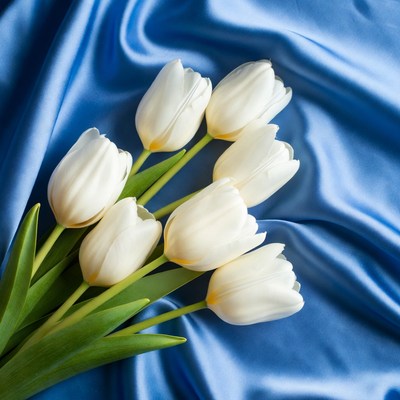 White tulips on blue satin