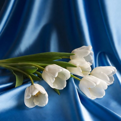White tulips on blue satin