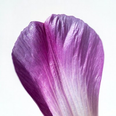 Purple flower petal isolated background