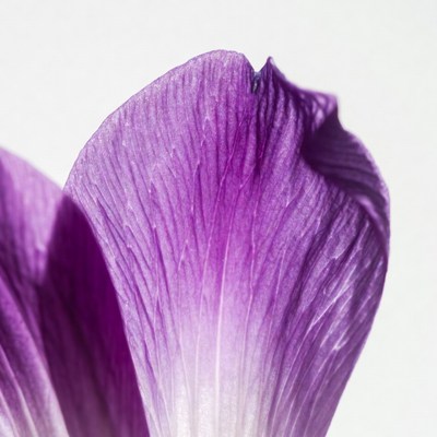 Purple Orchid Petals Closeup
