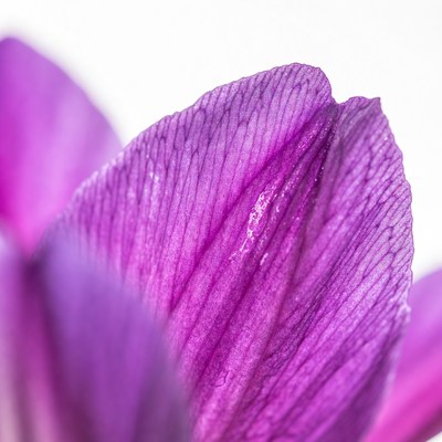 Purple Crocus Petal Closeup
