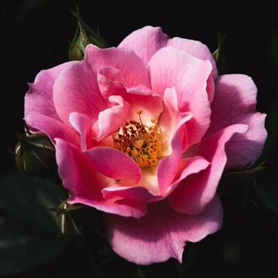 Pink Rose Flower Closeup