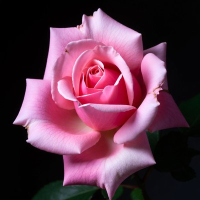 Pink Rose on Black Background