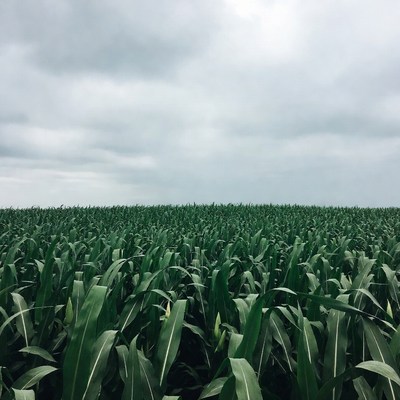 Corn Field Under Cloudy Sky